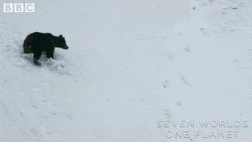 Confused Out Of Control GIF by BBC Earth