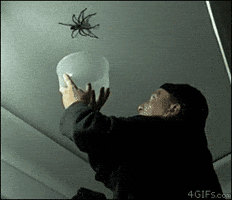 spider falls GIF