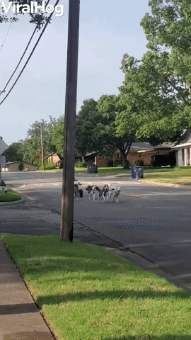 Texas Huskies Love Urban Mushing 