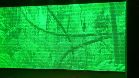 olby giphyupload bird toninho jungle devs GIF