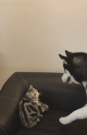 cuteanimalland giphyupload GIF