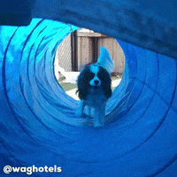 waghotels dogs bite tunnel almost GIF
