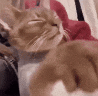 Cat GIF