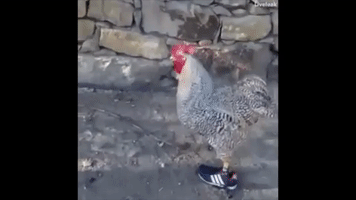 chicken sneakers GIF