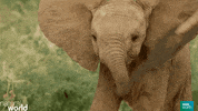 nature's epic journeys elephants GIF by BBC Earth