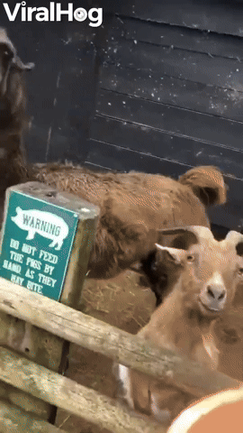 Alpaca with Attitude Spits