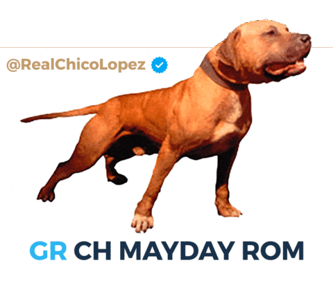 Pitbull Apbt Sticker by Chico Lopez