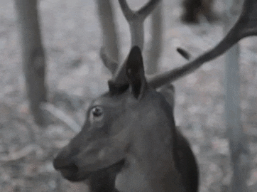 gayanemirzoyan giphyupload GIF