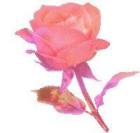 Pink Blooming Sticker by Anne Lee