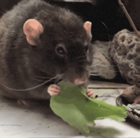 Pet Rat GIF