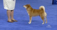 national dog show 2018 GIF by NBC