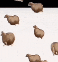 Fat Horse Walking GIF