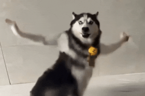 Husky Dog GIF