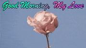 Good Morning My Love GIF by reactionseditor
