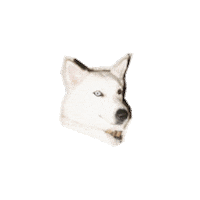 meetmaev dog trendy dog food cool dog Sticker