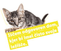Koraki Za Tacke Sticker by Lidl Slovenija