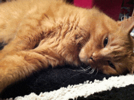 sleepy cat GIF
