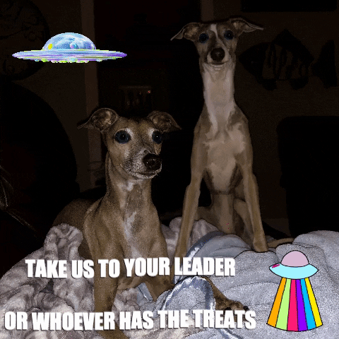 normanandpiper giphygifmaker giphyattribution trippy dogs GIF
