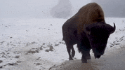 Youtube Travel GIF by Shameless Maya