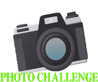 Photo Camera Sticker by Beachcombing Magazine