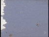 man versus GIF