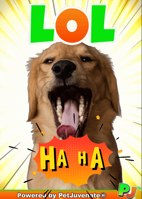 PetJuvenate giphyupload petjuvenate henlo hooman fren love rescue dogs GIF