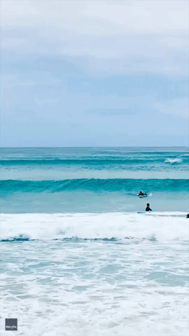 Dolphins Dive In and Out of Australian Waves Alongside Surfers
