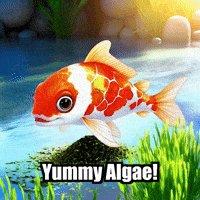 Koi Fish Breakfast GIF by TheConfishius