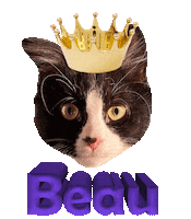 Cat Crown Sticker