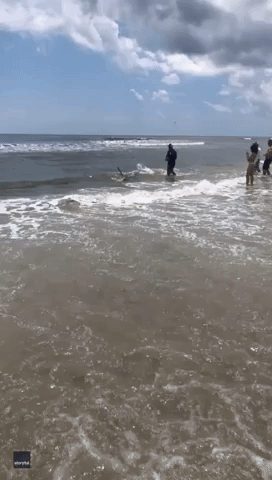 Beachgoers Watch On as Fishermen Release Hammerhead Shark