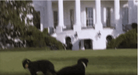 fetch GIF