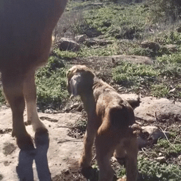 GIF by Random Goat