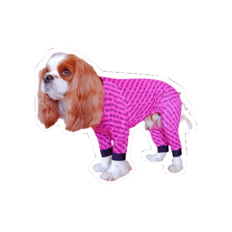 Dogs Kingcharles Sticker