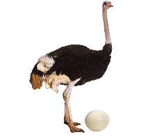 Beer Bird Sticker by Brouwerij 't IJ