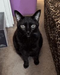 mannycat meow serious black cat meowing GIF