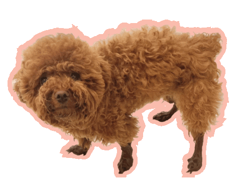 Dog Poodle Sticker