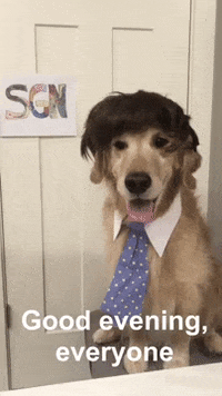 parkerpup dogs golden retriever sgn parkerpup GIF