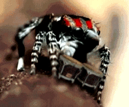 spider calvin GIF