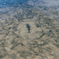 Shark Young Pageviews GIF by Barstool Sports