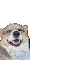 Dog Video Sticker