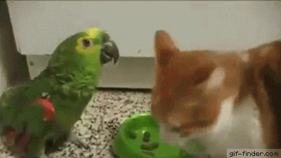 cat GIF