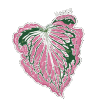 Urban Jungle Alocasia Sticker by Hankō