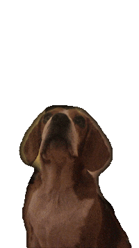 Dog Mac Sticker by Xinmei