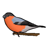 Bird Vogel Sticker