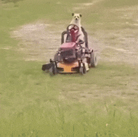 Dog Hard Work GIF by EsZ  Giphy World
