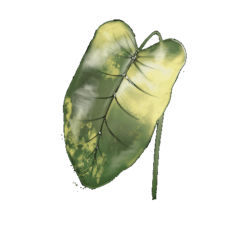 Drawdrillman giphyupload green plants leaf Sticker