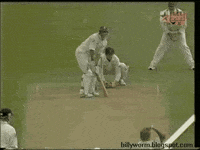 crickets GIF