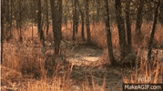 walk pangolin GIF