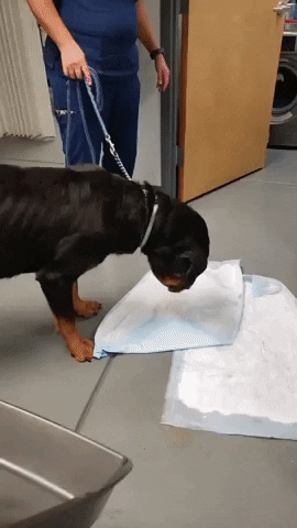 cuteanimalland giphyupload GIF