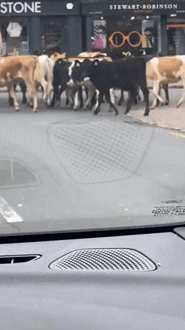 Escaped Cows Seen Marching Through English Town